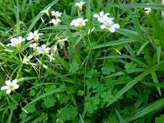 Oxalis caprina