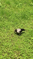 Corvus cornix