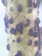 Puccinia hieracii