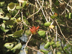 Erythrina suberosa