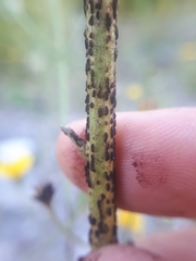 Puccinia hieracii