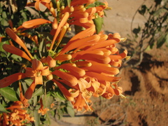 Pyrostegia