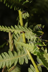 Dasineura pteridis