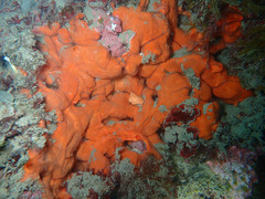 Spirastrella cunctatrix