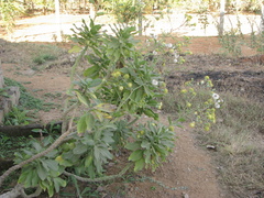 Kleinia grandiflora
