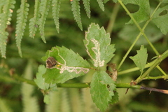 Stigmella anomalella