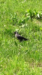 Corvus monedula
