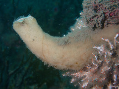 Sycon ciliatum