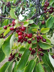 Prunus virginiana