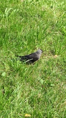 Corvus monedula