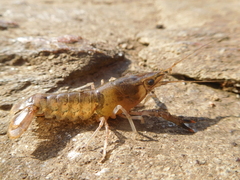 Procambarus spiculifer