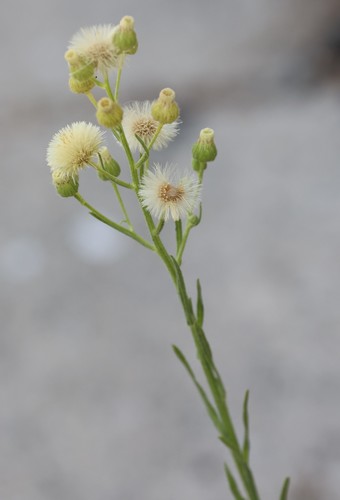 photo of Flax-leaved Horseweed (Erigeron bonariensis)