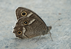 Hipparchia parisatis