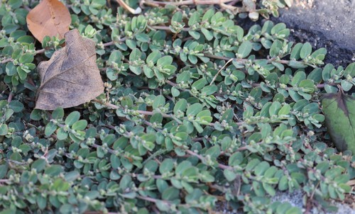 photo of Prostrate Sandmat (Euphorbia prostrata)