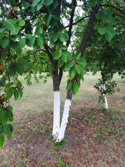 Prunus virginiana