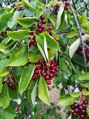 Prunus virginiana