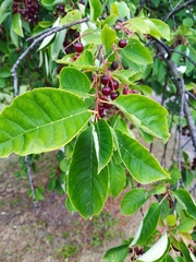 Prunus virginiana