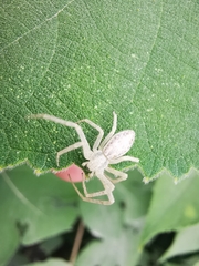 Araneae