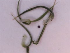 Polytrichum pallidisetum