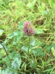 Trifolium pratense