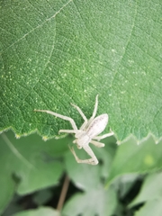Araneae