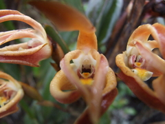 Maxillaria floribunda