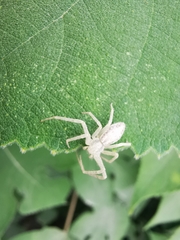Araneae