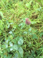 Trifolium pratense
