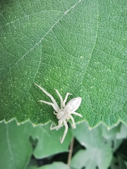 Araneae