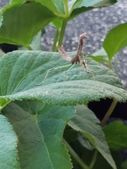 Stagmomantis carolina