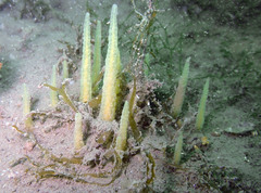 Ciocalypta penicillus