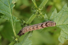 Melanchra persicariae