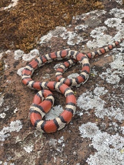 Lampropeltis gentilis