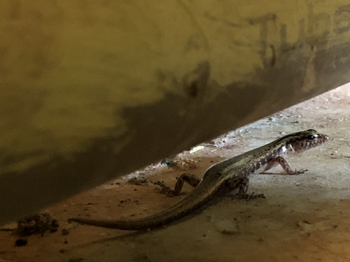 Moth Skink