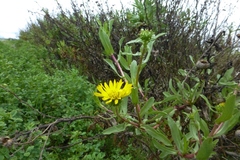 Grindelia stricta angustifolia