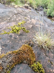 Imbribryum alpinum