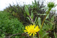 Grindelia stricta angustifolia