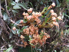 Maxillaria floribunda