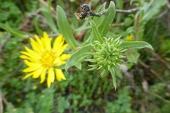 Grindelia stricta angustifolia