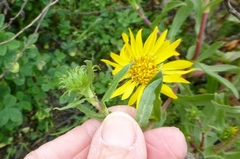 Grindelia stricta angustifolia
