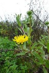 Grindelia stricta angustifolia