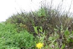 Grindelia stricta angustifolia