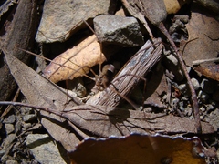 Neopilionidae