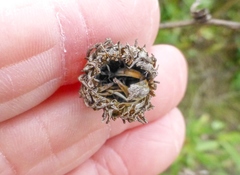 Grindelia stricta angustifolia