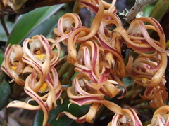 Maxillaria floribunda