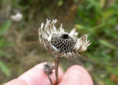 Grindelia stricta angustifolia