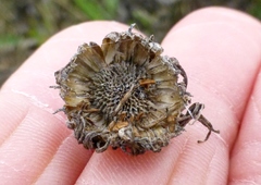 Grindelia stricta angustifolia