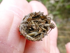 Grindelia stricta angustifolia