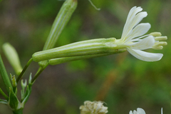 Silene multiflora