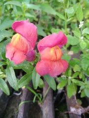 Antirrhinum majus